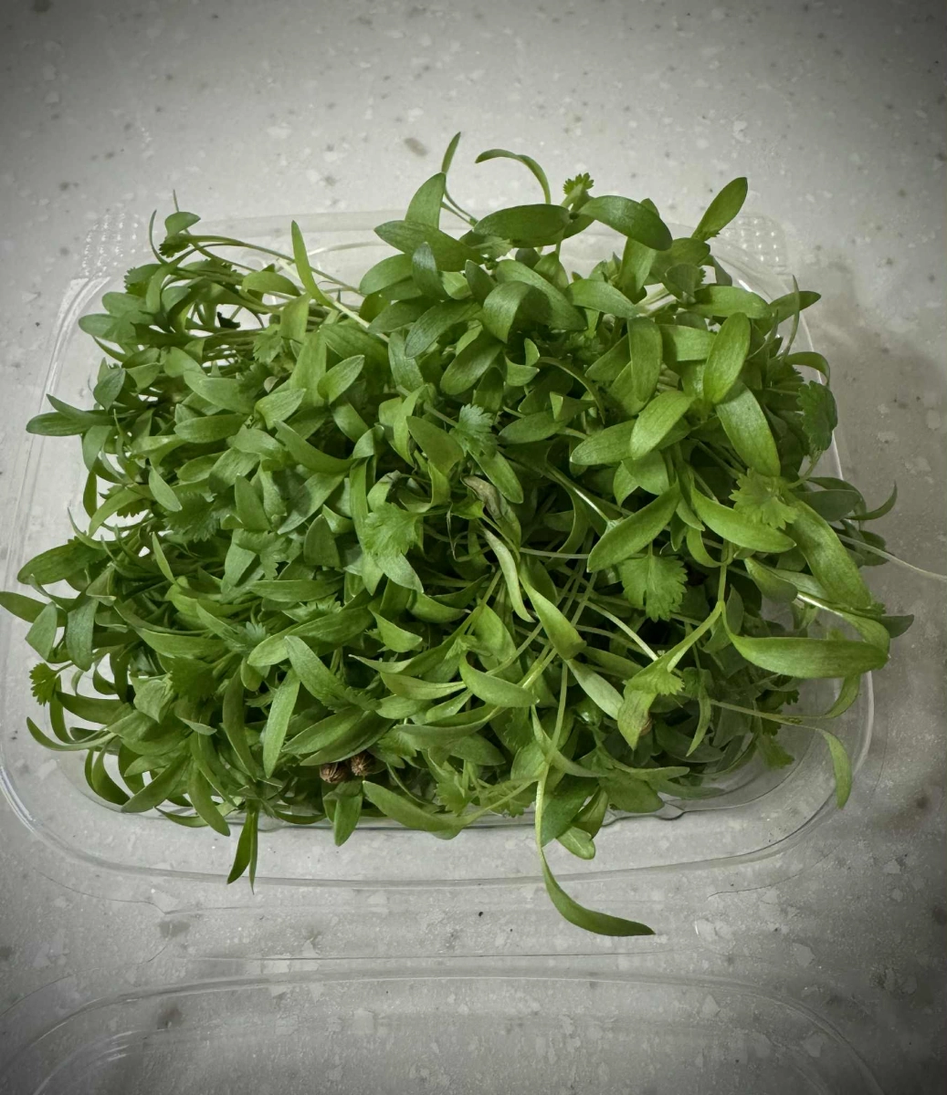 -cilantro-microgreens-1-oz-