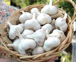 italian-softneck-garlic-2-count-cert-organic