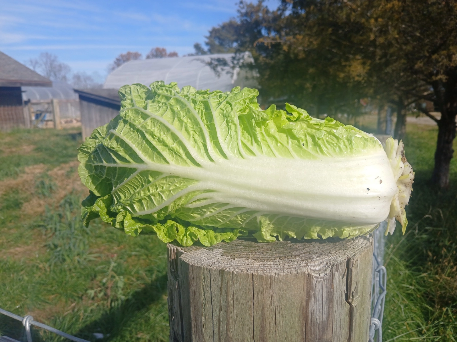 napa-cabbage-head-2