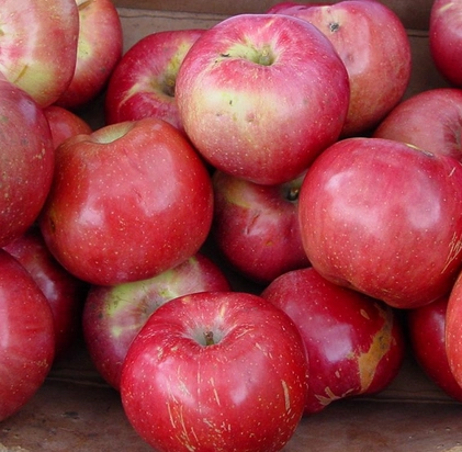 apples-northern-spy-1-quart