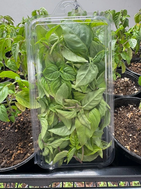 sweet-thai-basil-fresh-cut-1-oz