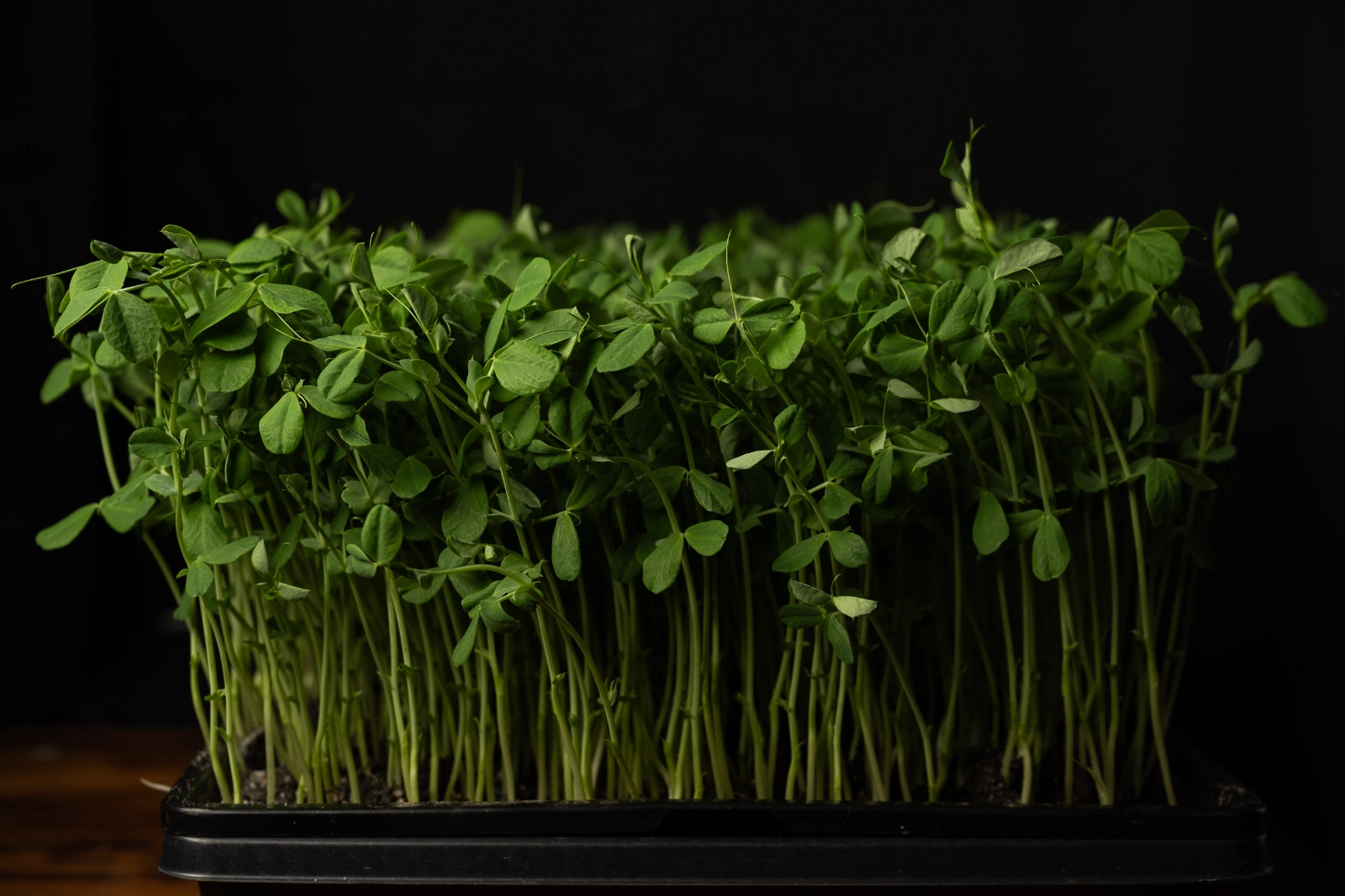 kijaniprint-pea-shoots-microgreens-2-oz