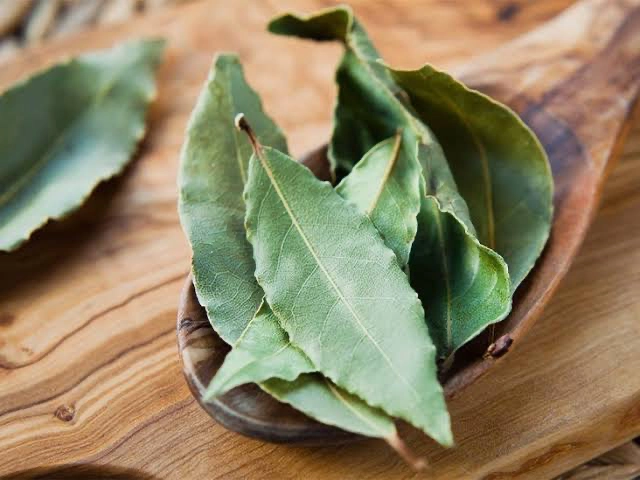 fresh-bay-leaves4