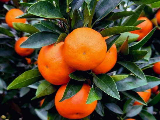 georgiagrown-bingo-mandarin-oranges