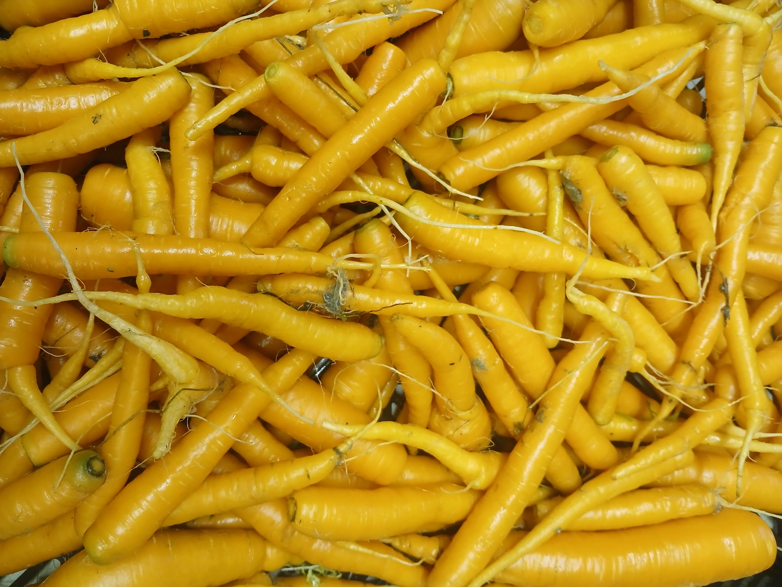 1-bag-of-carrots
