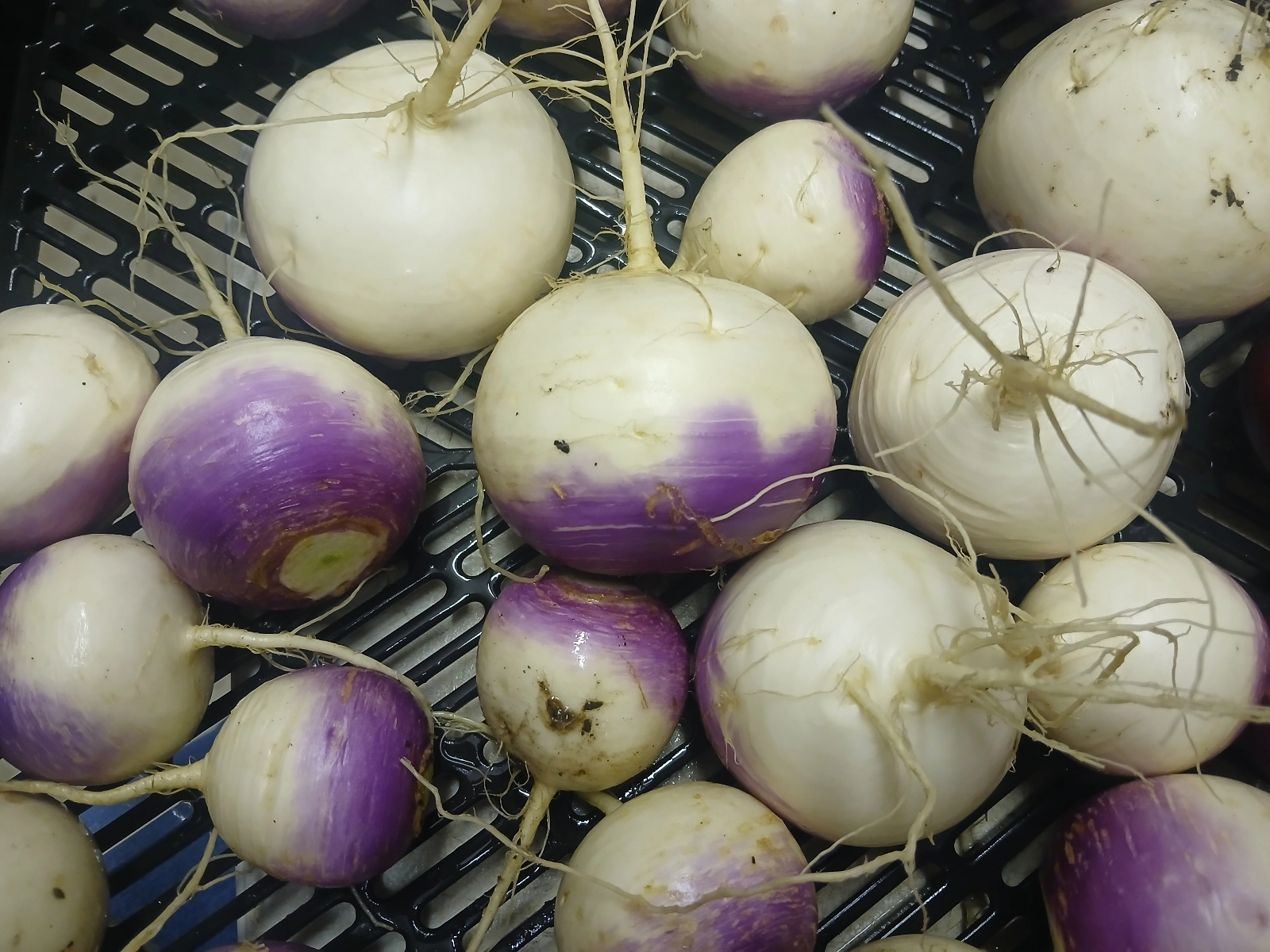 1-bag-of-turnips