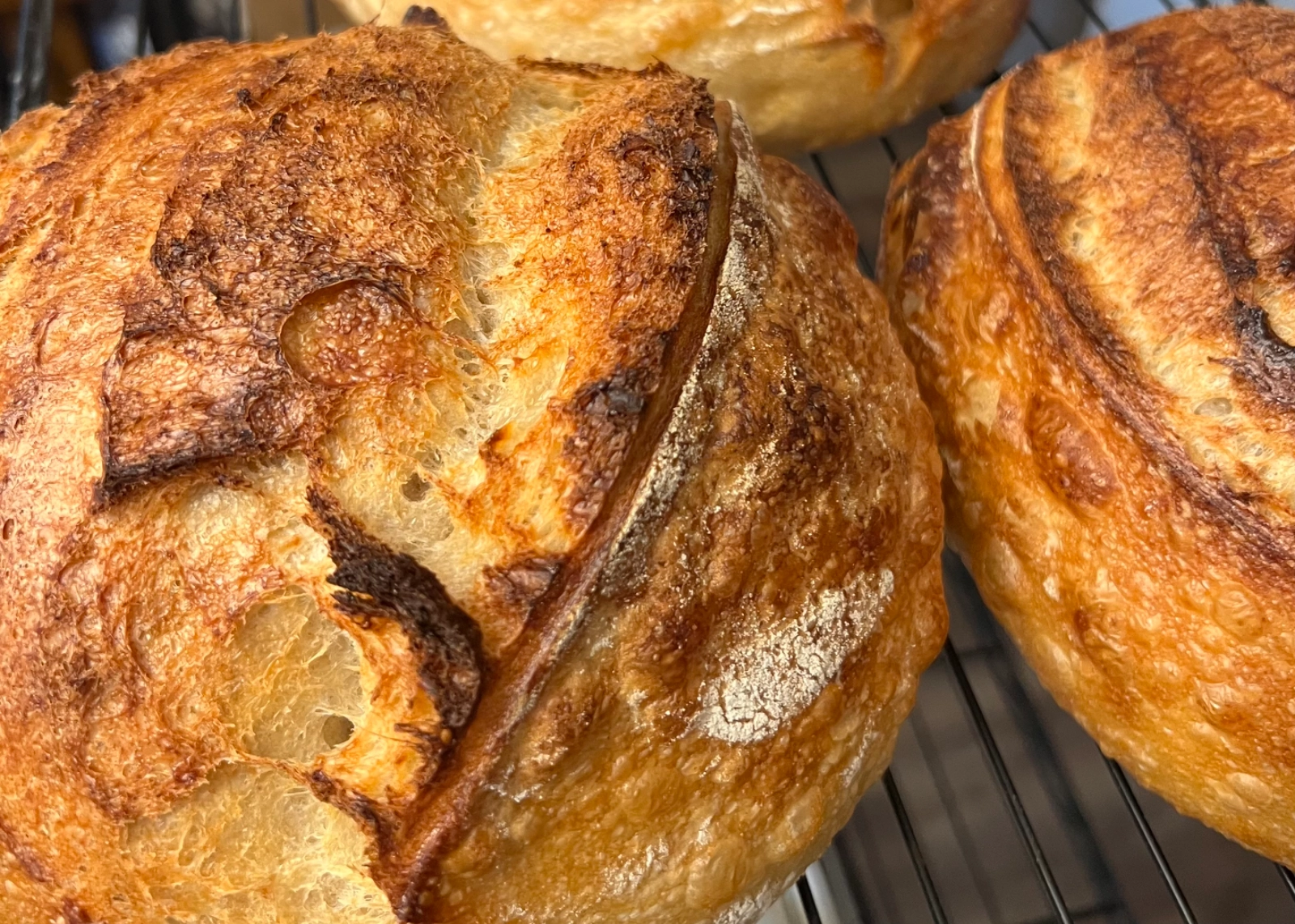 organic-sourdough-freshmilled-whole-wheat-artisan-bread