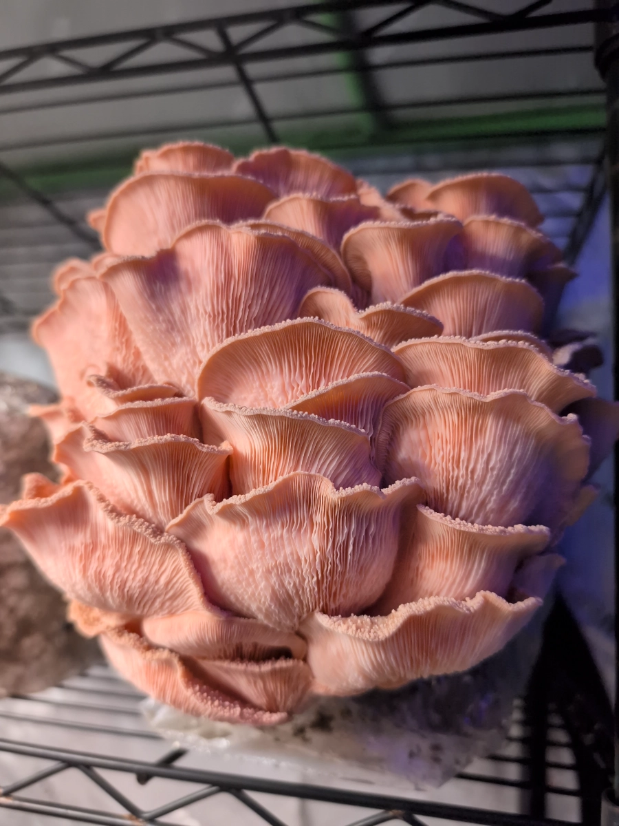 pink-oyster-mushrooms-about-a-half-pound