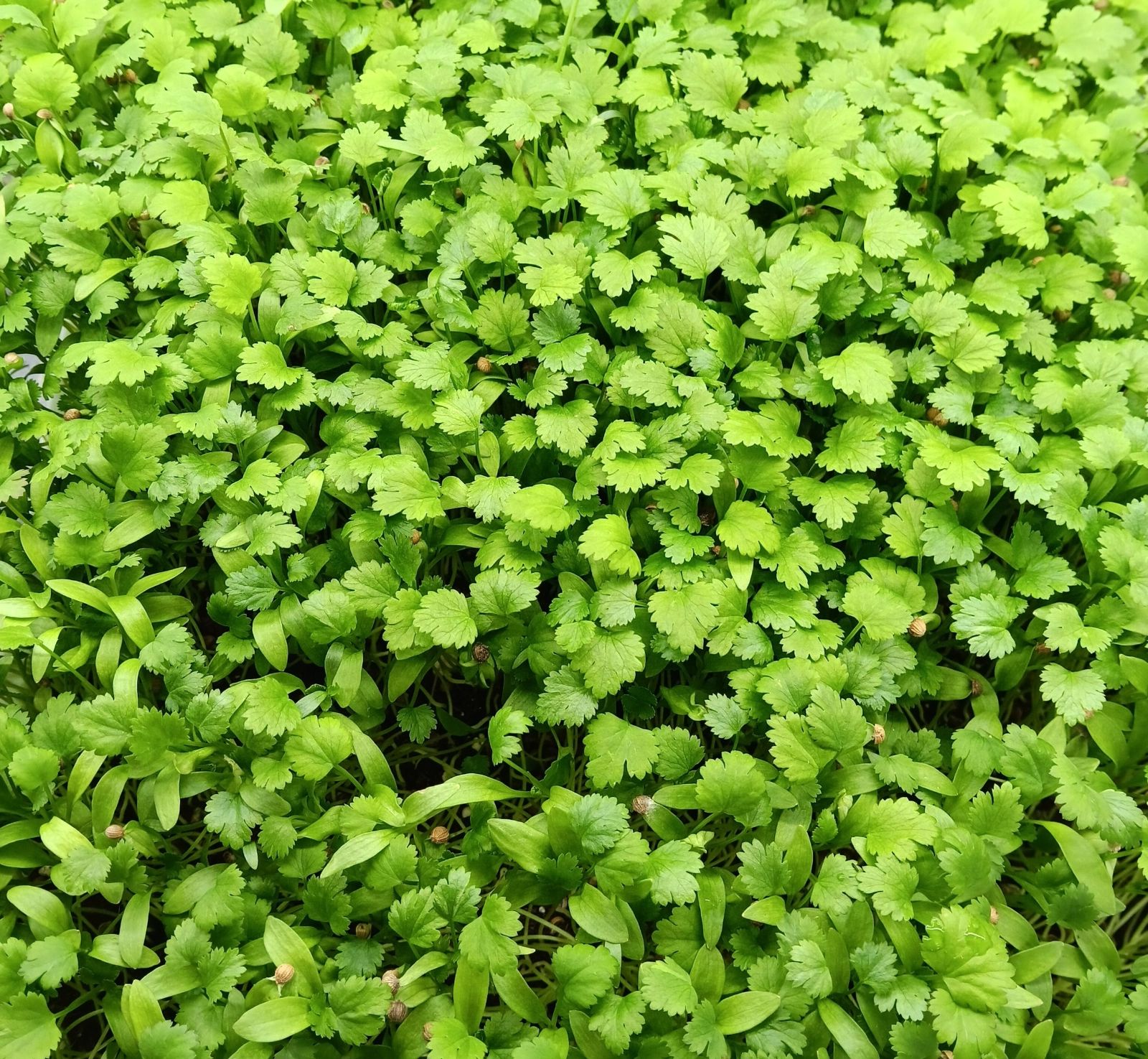 cilantro-microgreens-15-oz