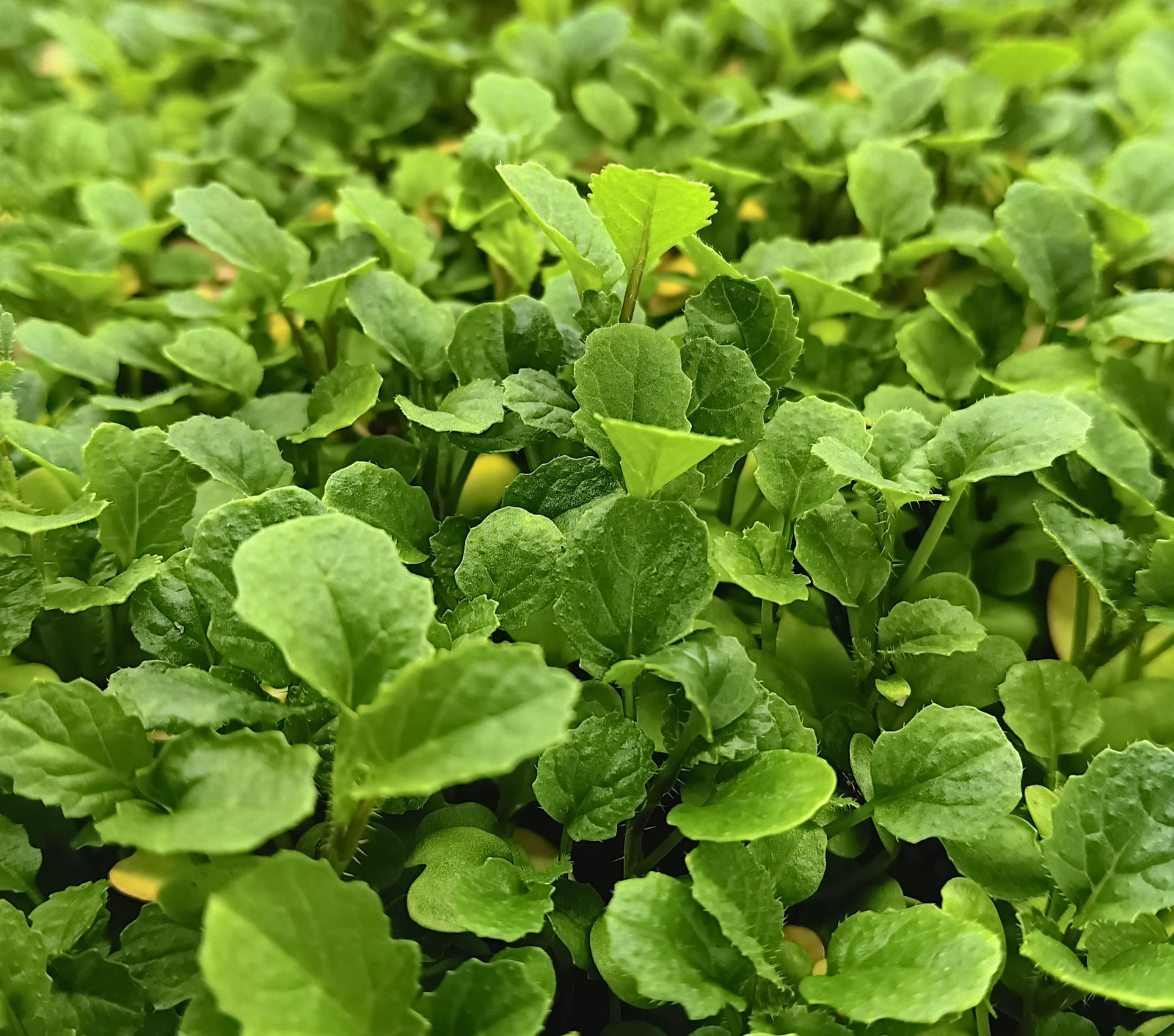 spicy-oriental-mustard-2-oz