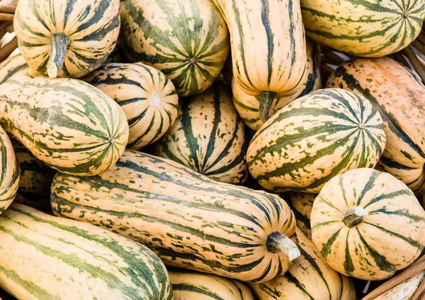 delicata-squash-2-count-2