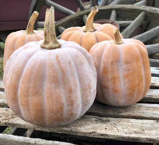 autumn-frost-squash-each