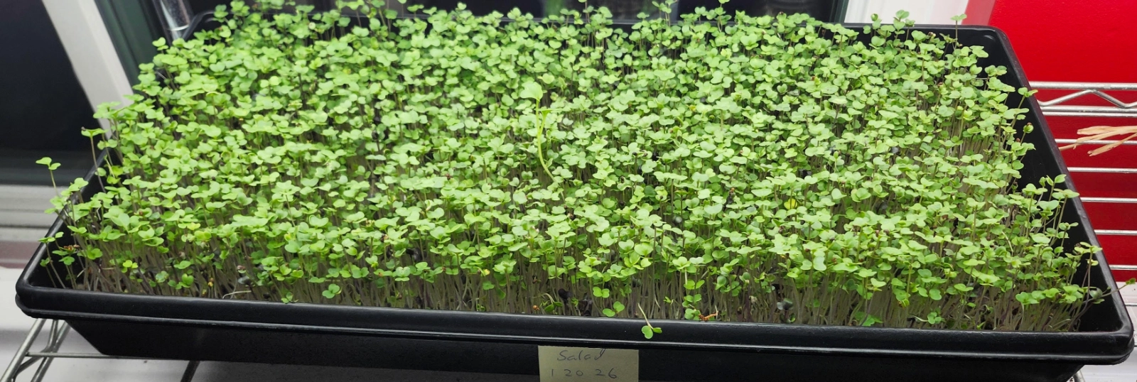 microgreens-290