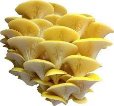 vibrant-golden-oyster-mushrooms