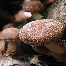 whole-large-cap-shiitake-mushrooms-with-stems