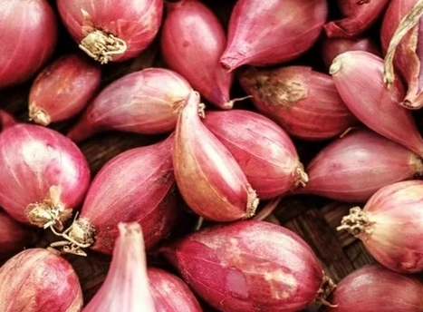 shallots-12-lb