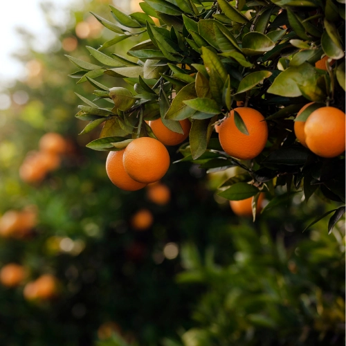 navel-oranges-6-count