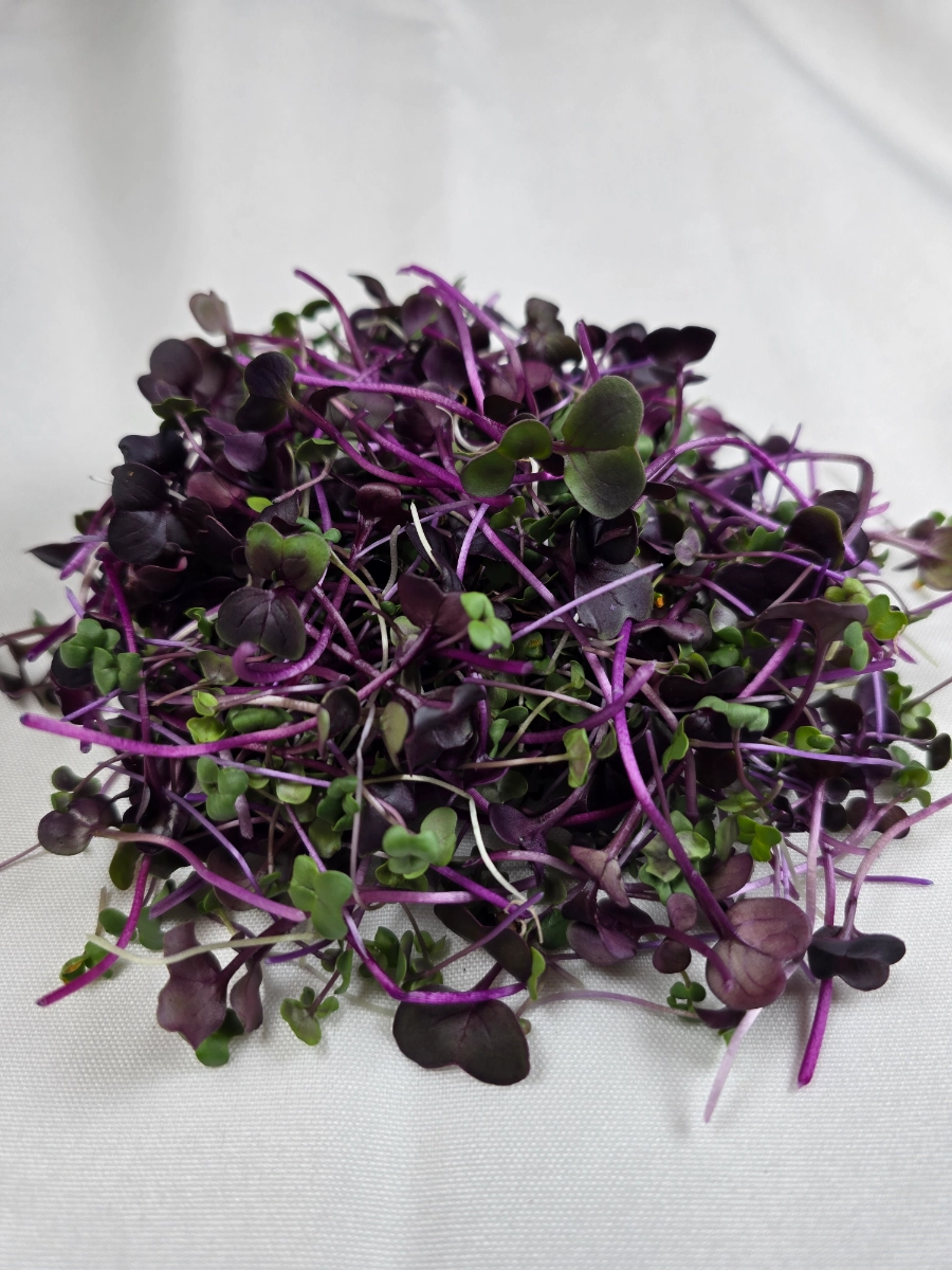 spicy-chef-mix-microgreens