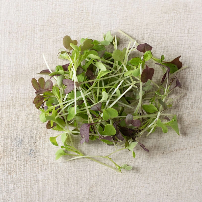 spicy-salad-mix-microgreens-24