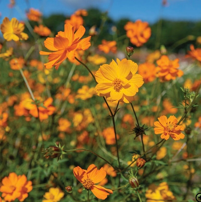 cosmos-flower-plant-for-easter