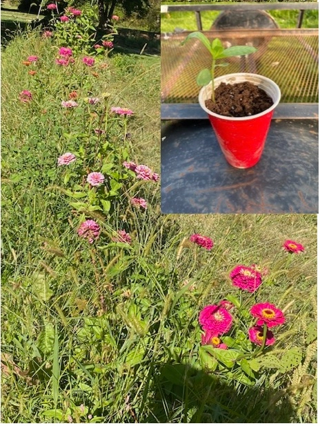 giant-zinnias-plants-heirloom-california-giant-mixed-colors-for-easter
