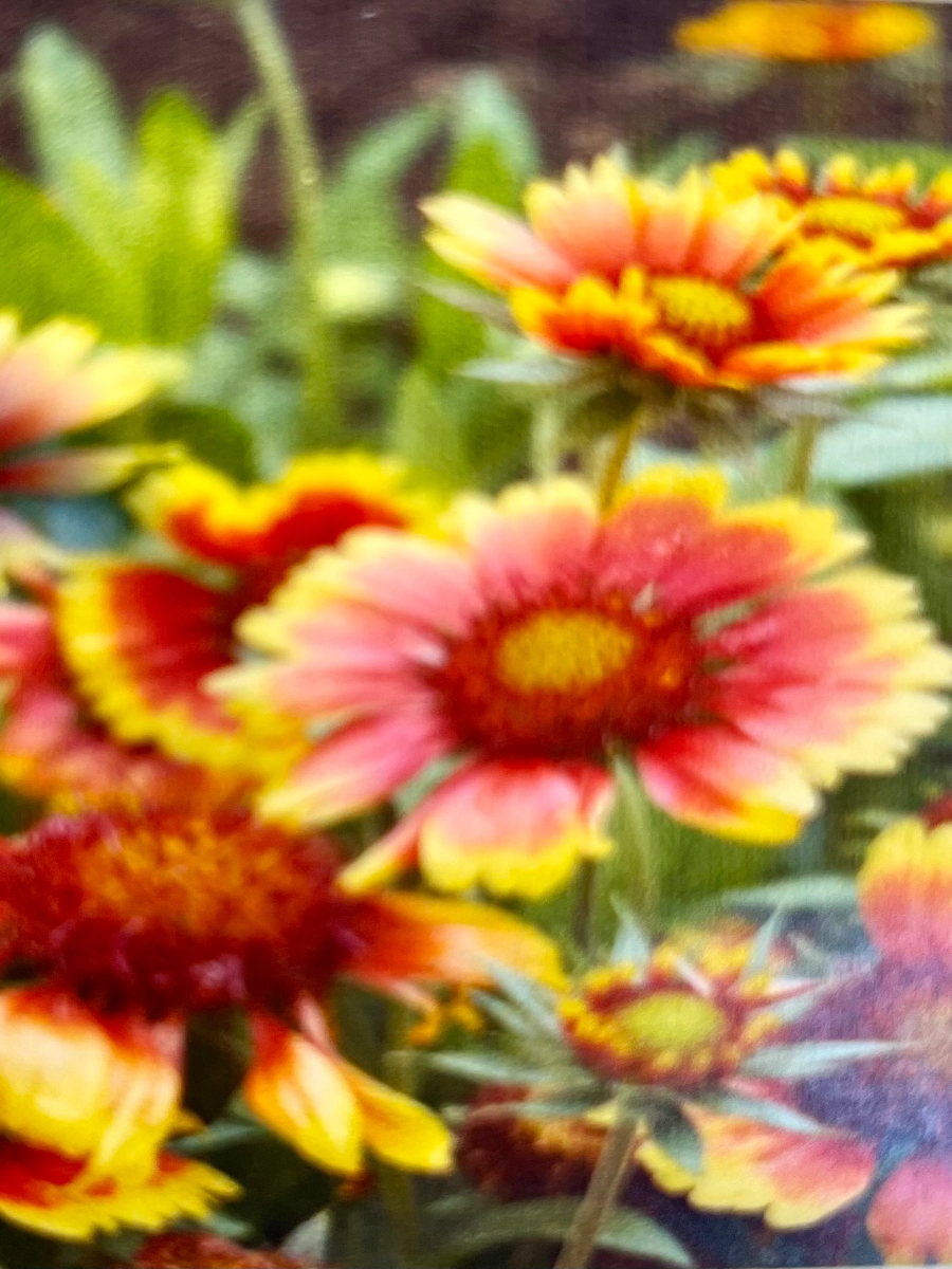 indian-blanket-flower-100-seeds
