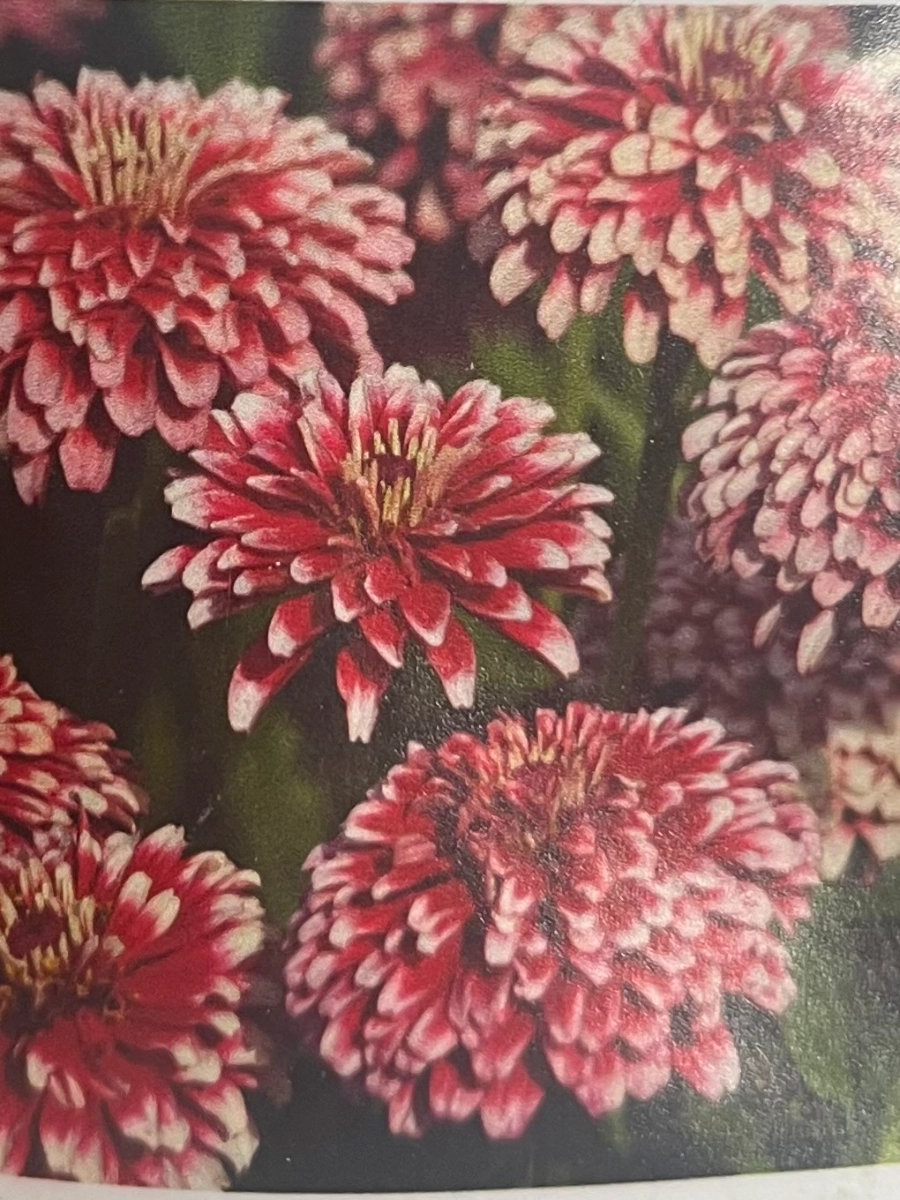 zinnias-ice-queen-25-seeds-