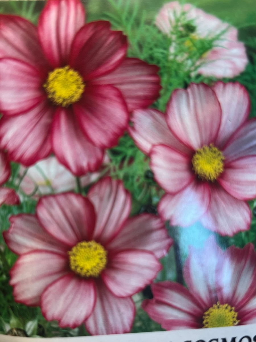 seeds-candy-stripe-cosmos-25-