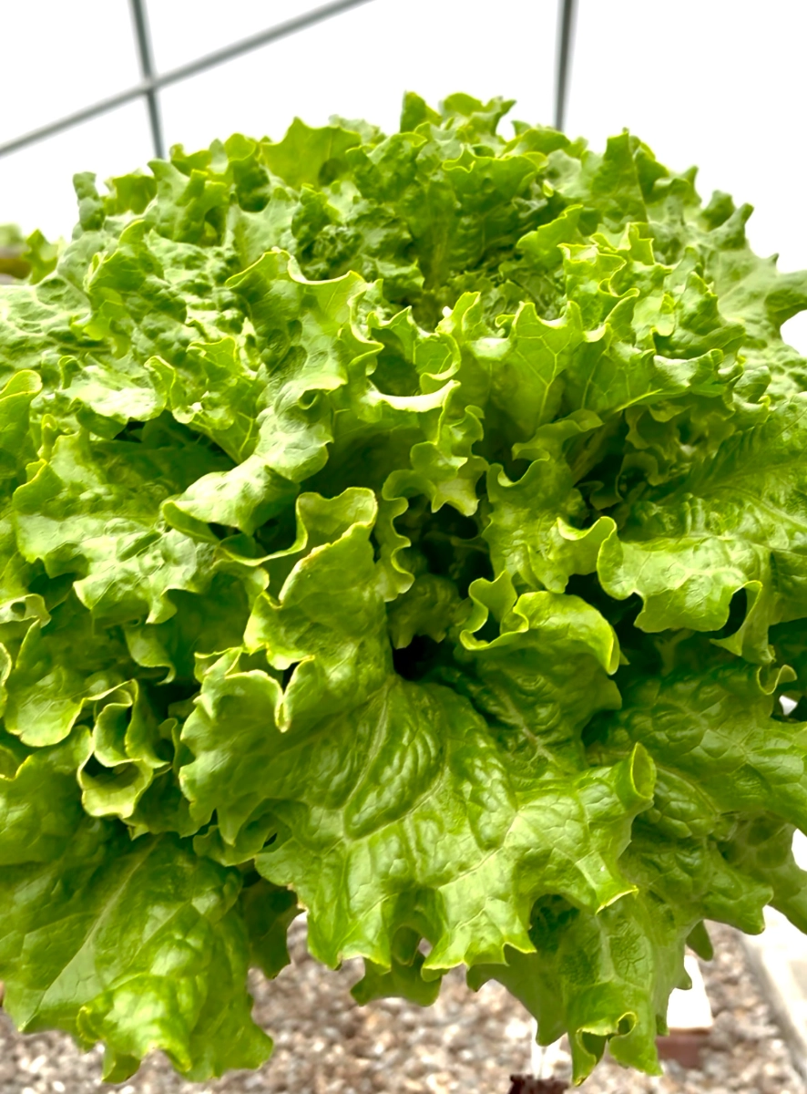 lettuce-leaf-lettuce