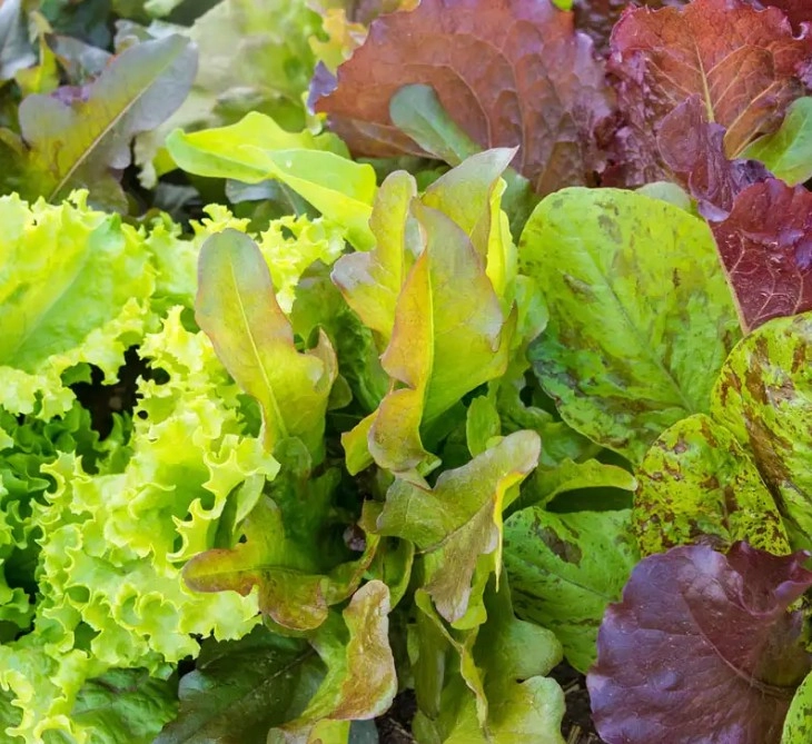 truchas-organic-mini-romaine-lettuce