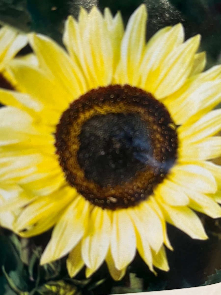 sunflower-seeds-lemon-queen-