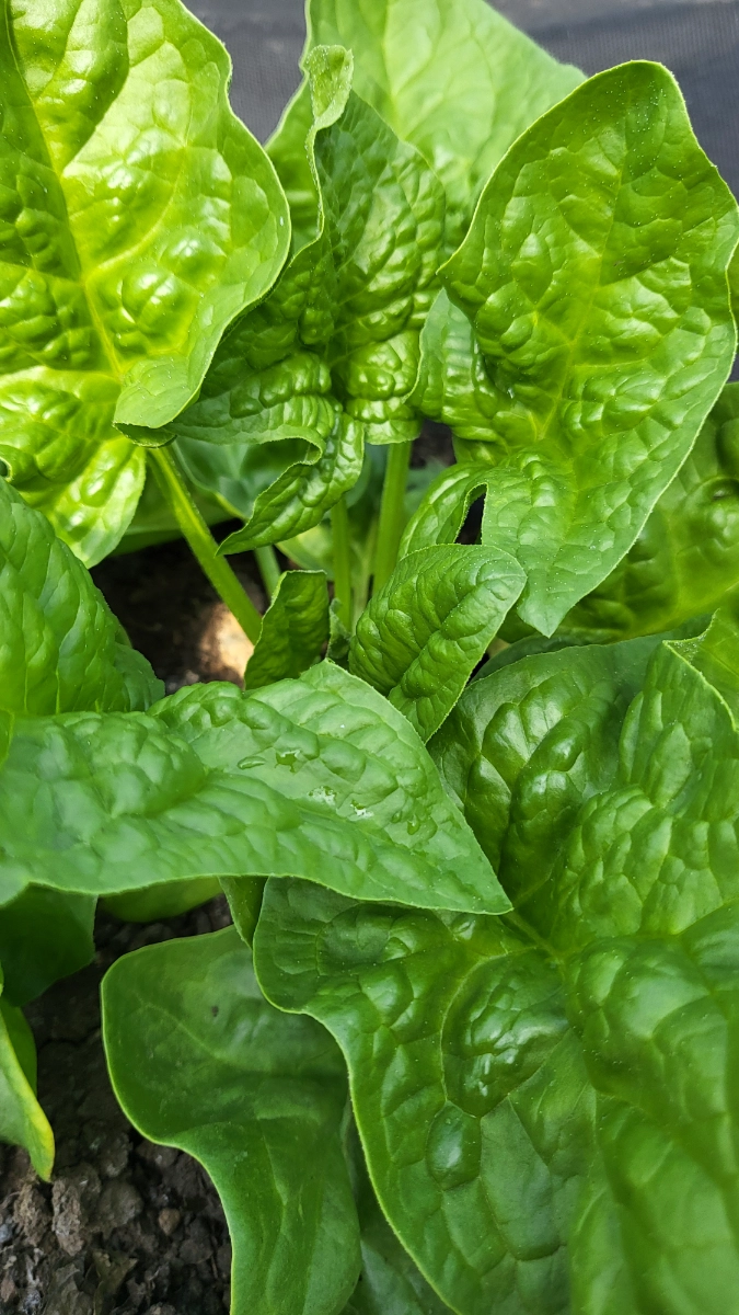 bloomsdale-spinach-4-oz