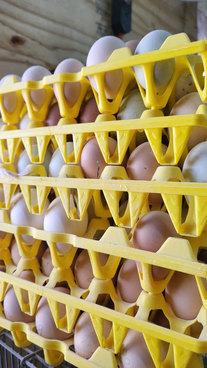 chicken-eggs-1-dozen-18