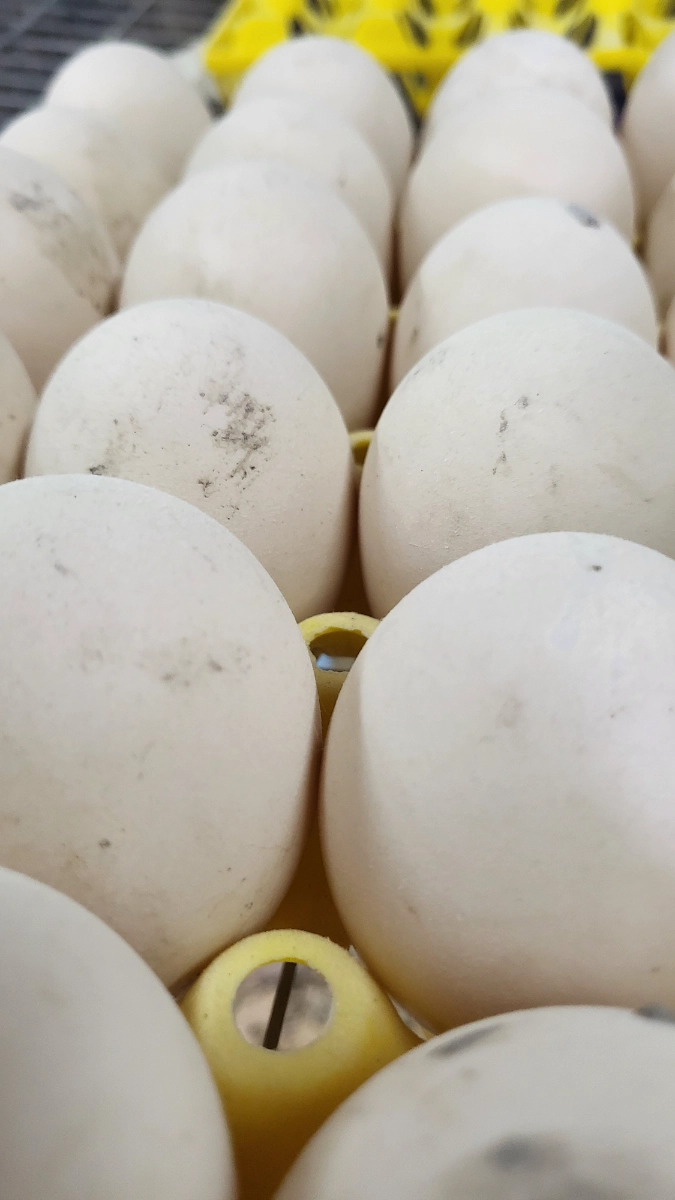 duck-eggs-1-dozen-8
