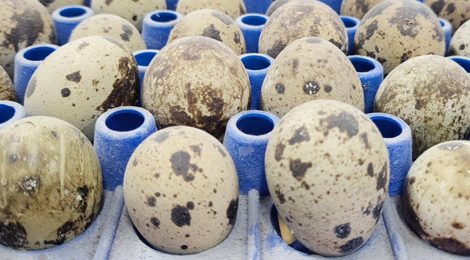 quail-eggs-1-dozen-5