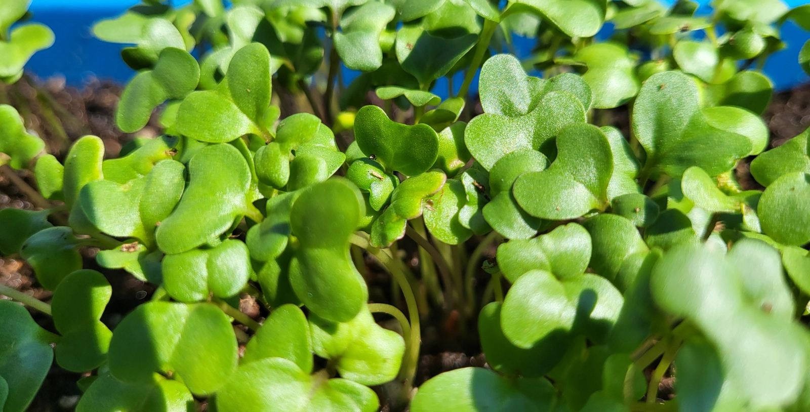 broccoli-microgreens-15-oz-3