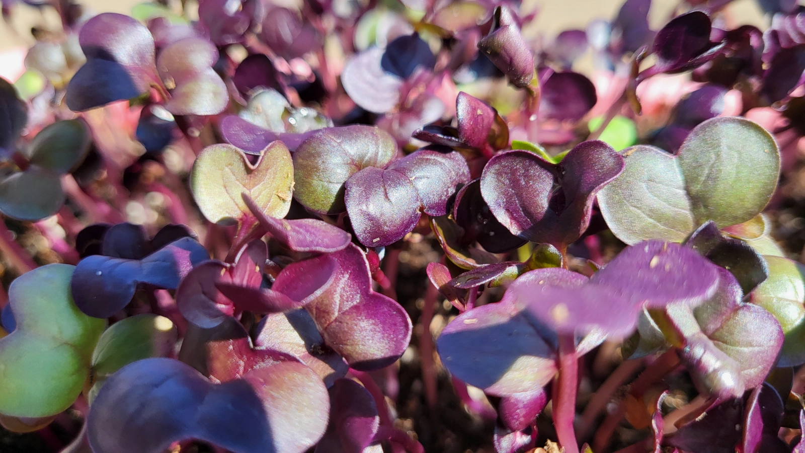 radish-microgreens-15-oz-4