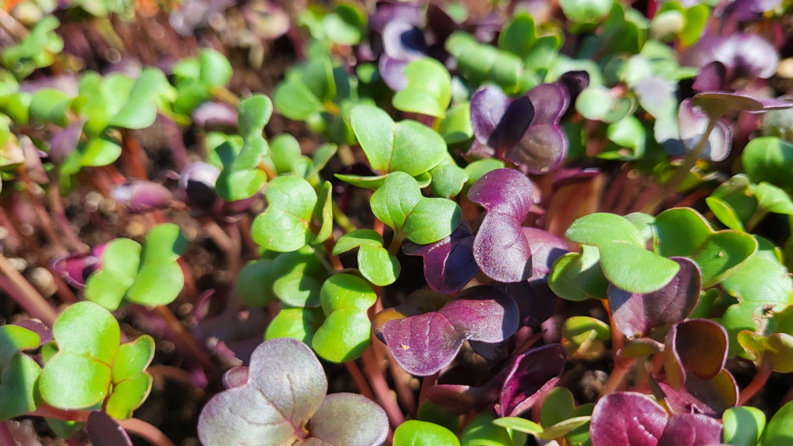 radish-mix-microgreens-6