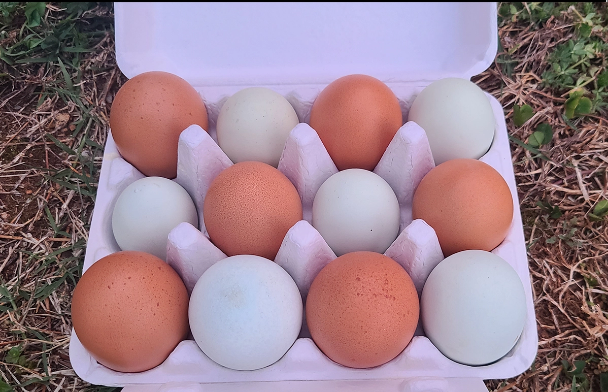 organic-soyfree-chicken-eggs-1-dozen-small