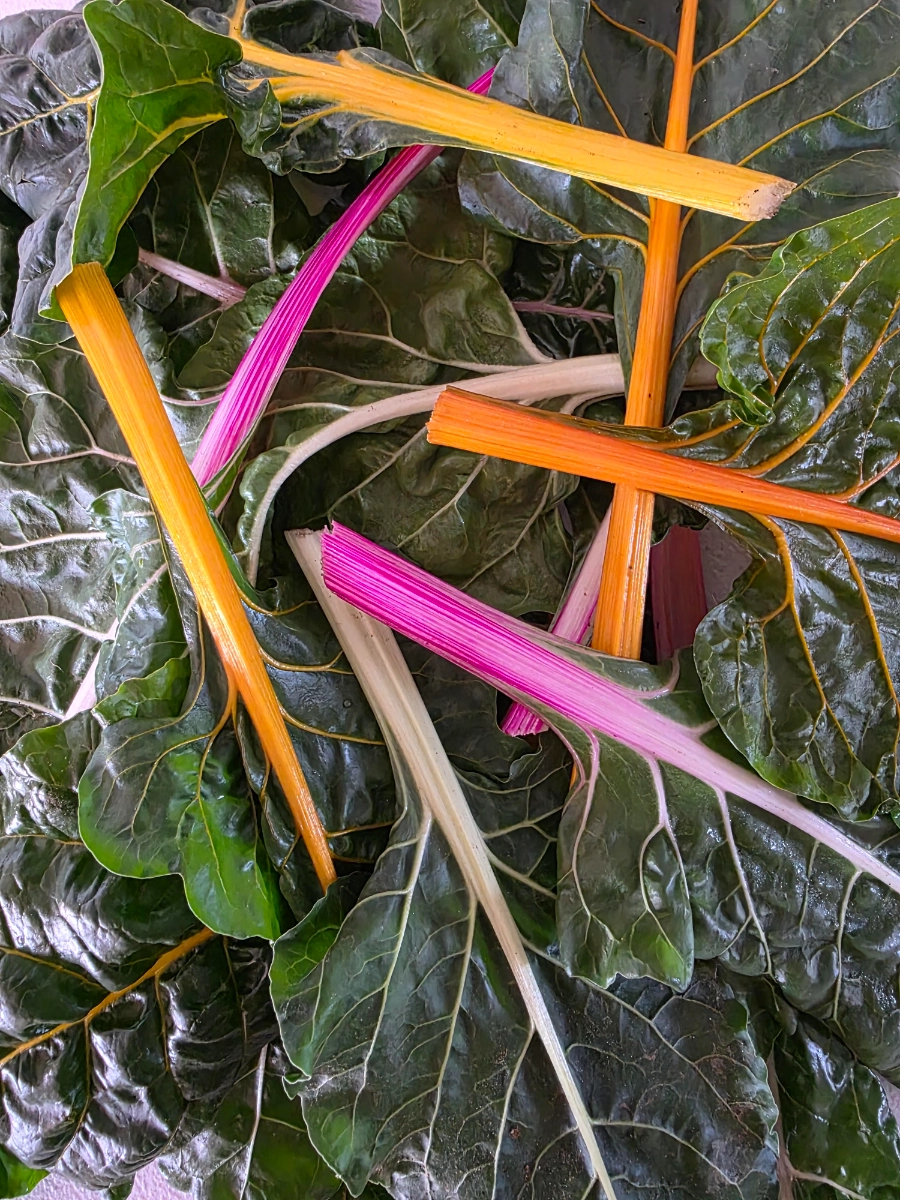 swiss-chard-tender-baby-leaves-sold-in-12-lb-units