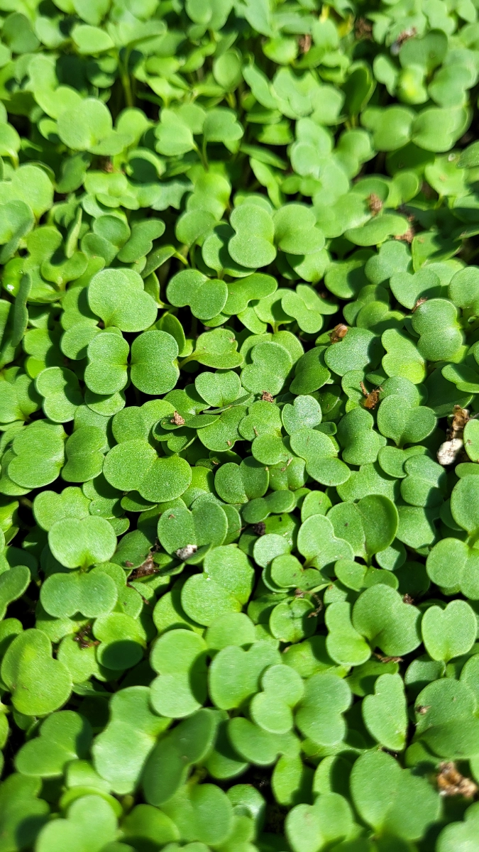 arugula-microgreens-15-oz