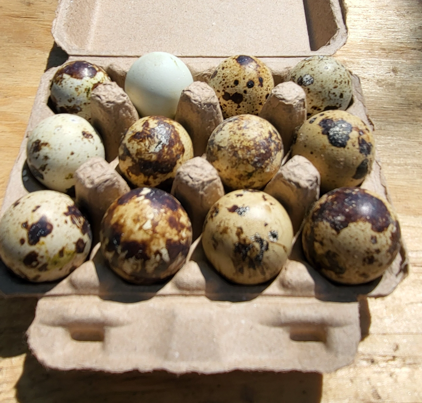 quail-eggs-1-dozen-5