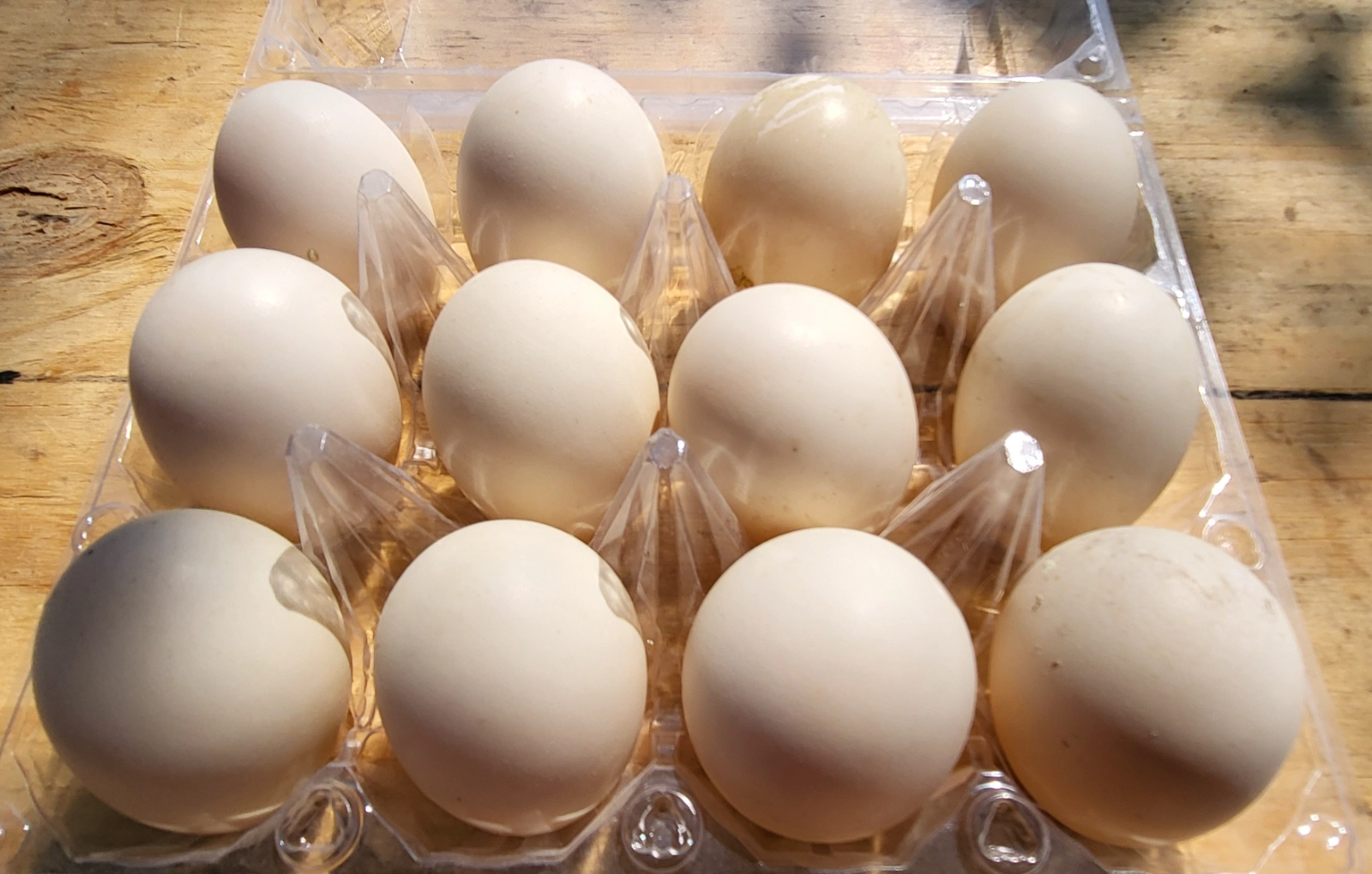 duck-eggs-1-dozen-8