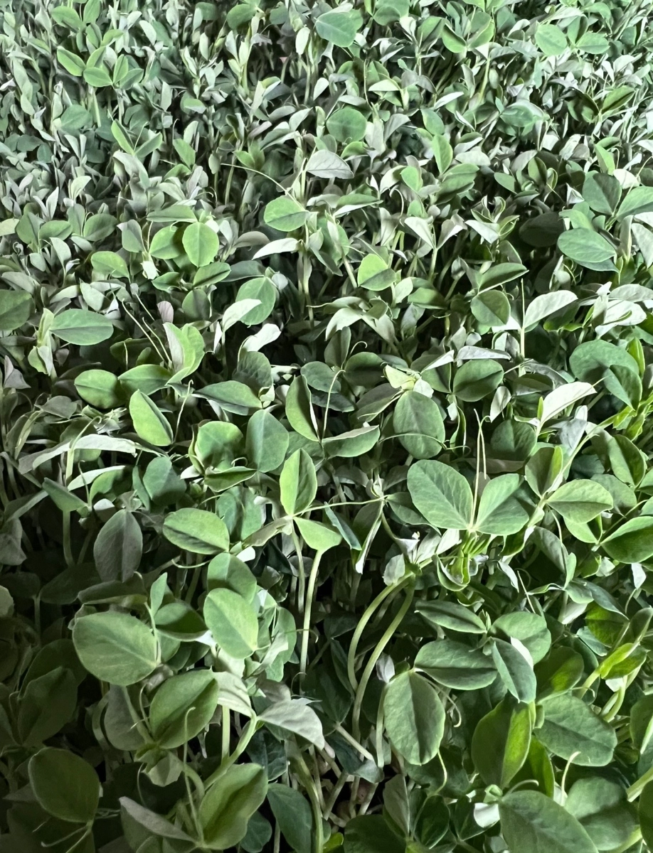 pea-microgreens-25-oz