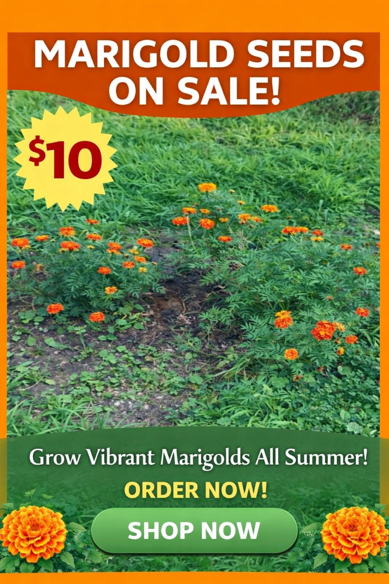 mixed-marigold-seeds-1pk