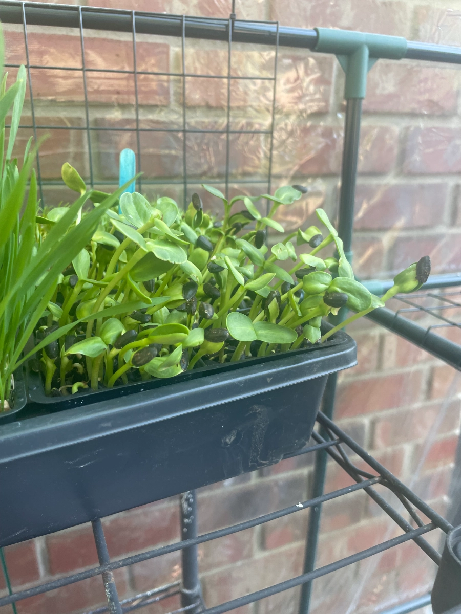 the-sprouts-are-out