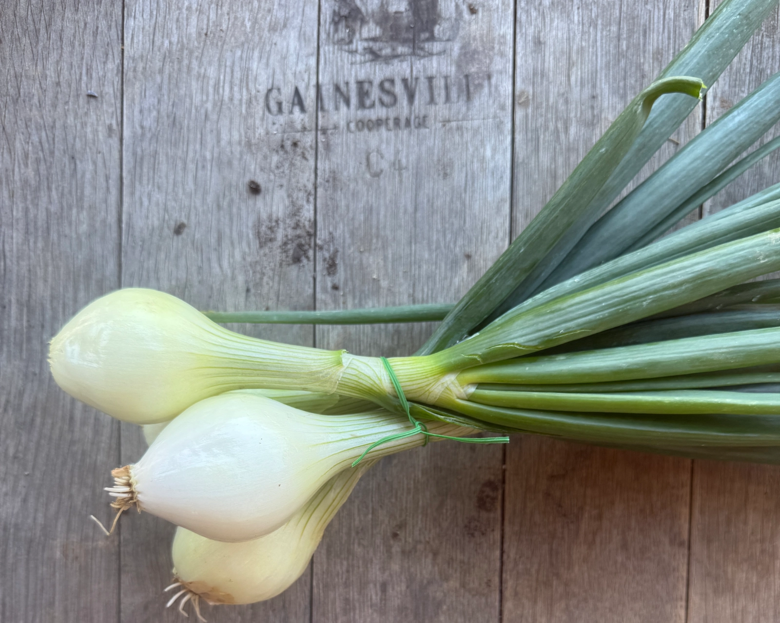 onion-spring-yellow-sweet