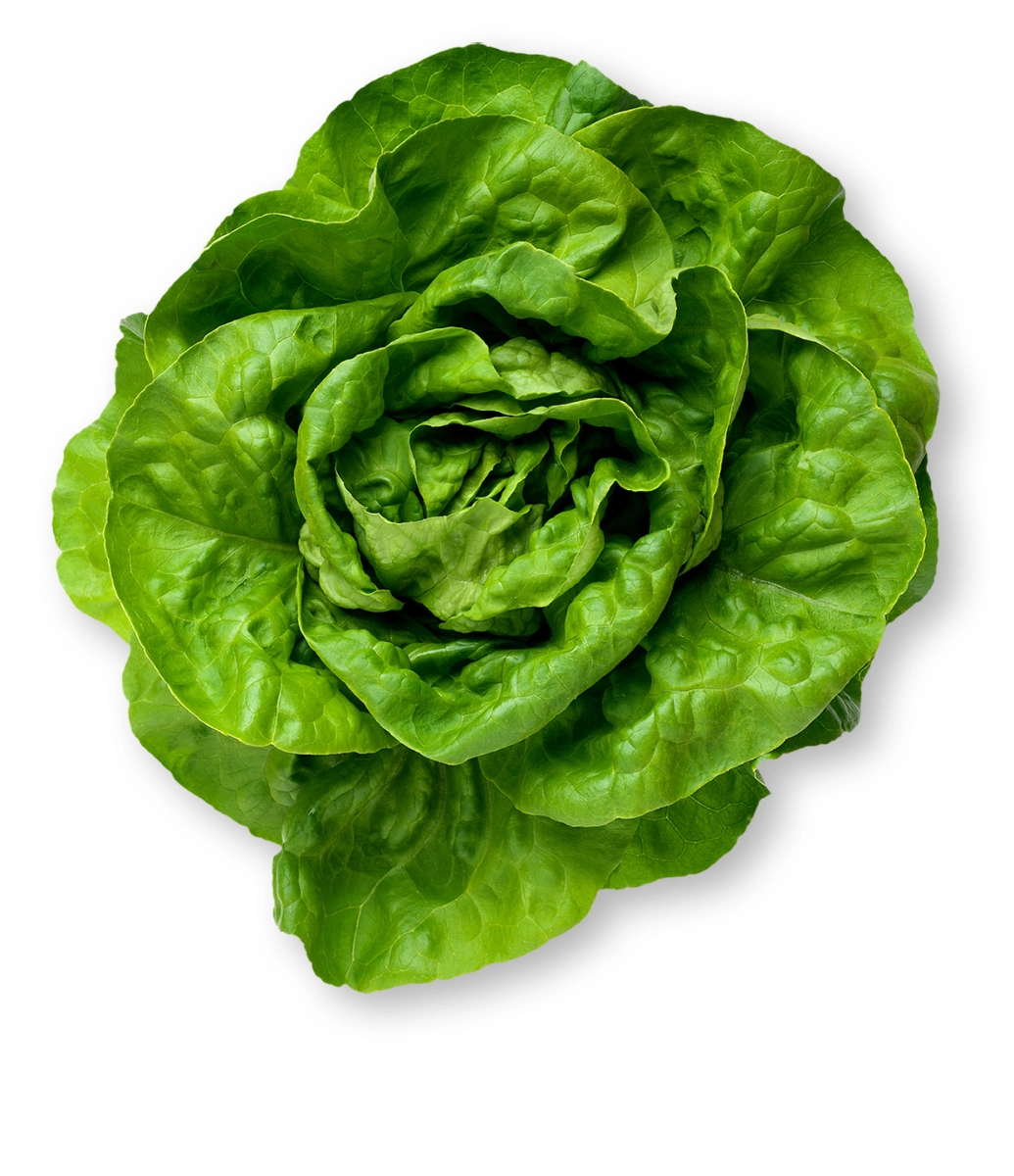 butter-lettuce1-head