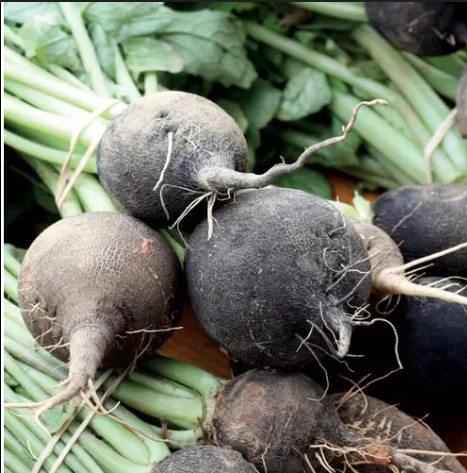 spanish-black-radish