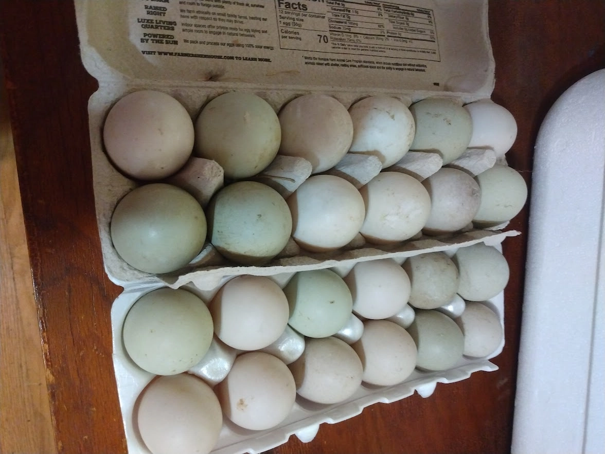free-range-duck-eggs-10